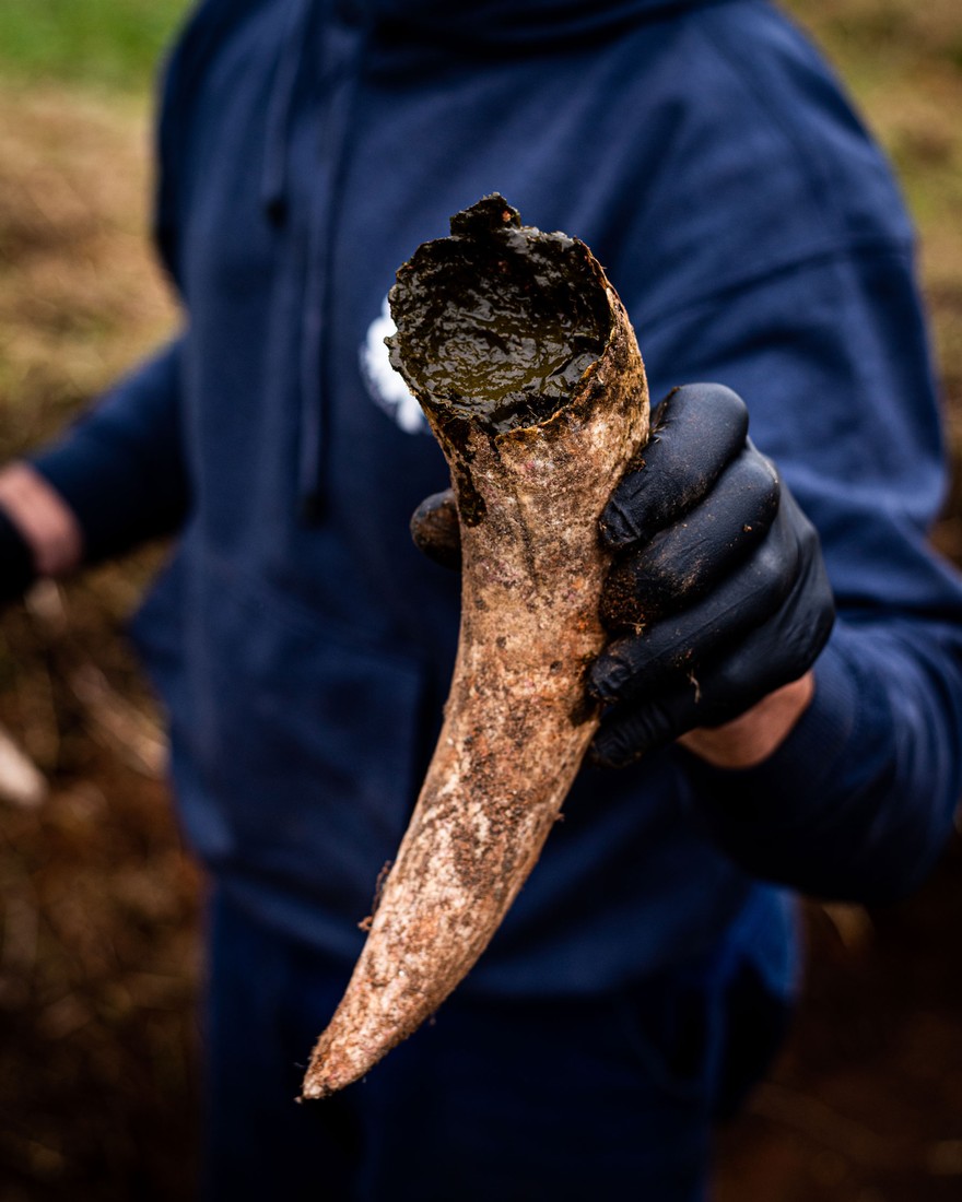 cOW HORN FILLED WITH mANURE