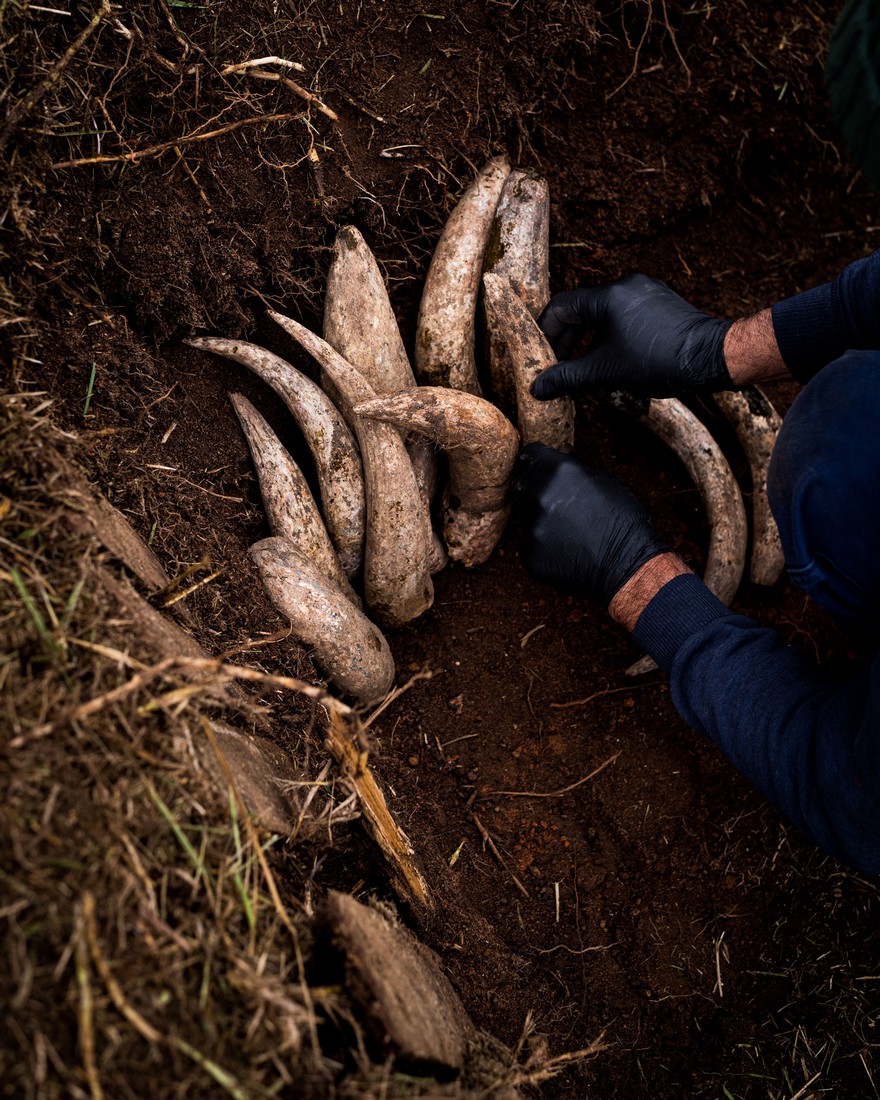 Laying the cow horns in the pit.