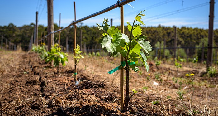 New Vines Planted at Hazel's Vineyard