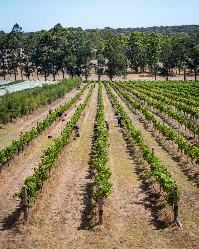 Handpicking the Chardonnay at Hazel's Vineyard in Margaret River