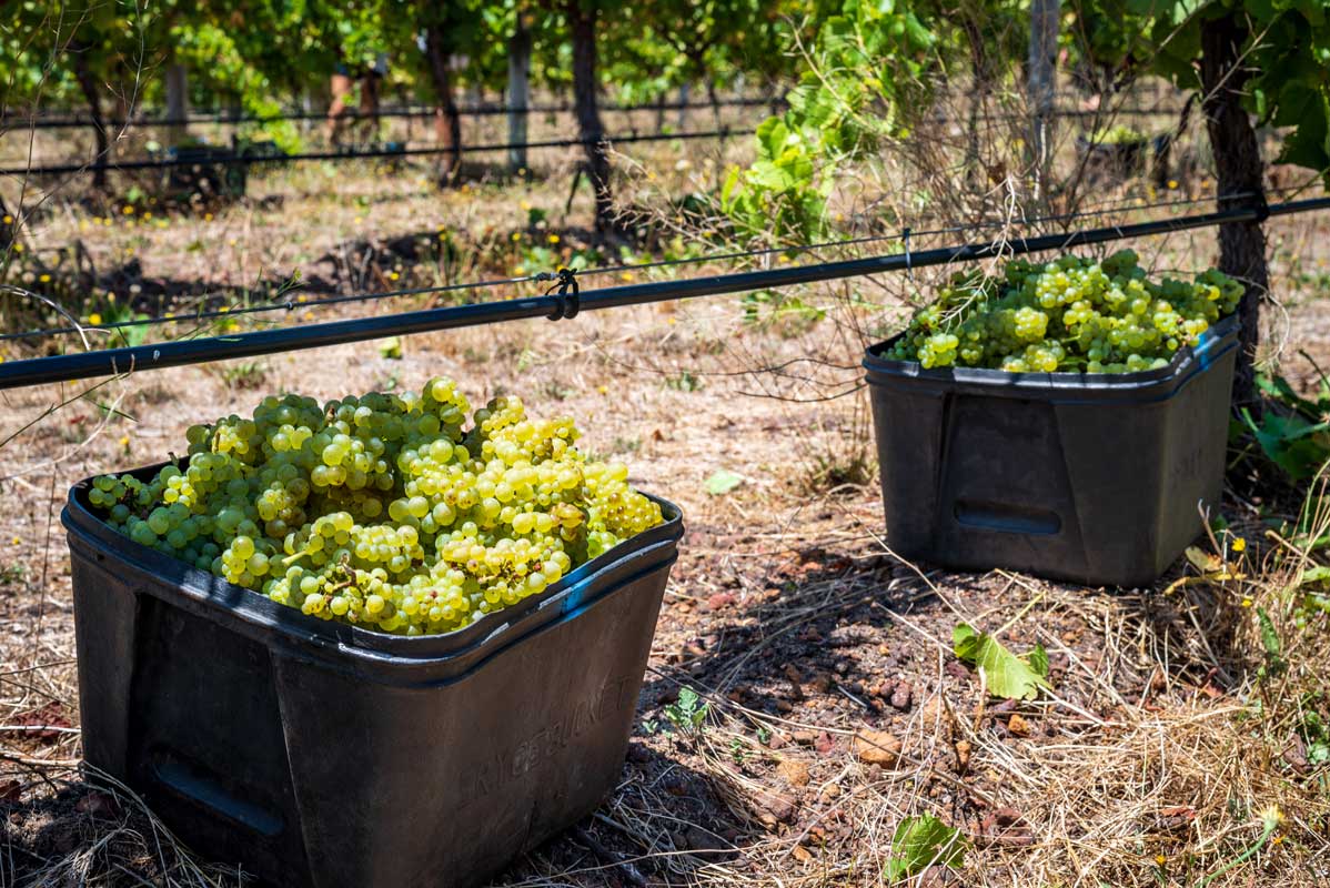 Handpicked Chardonnay in buckets